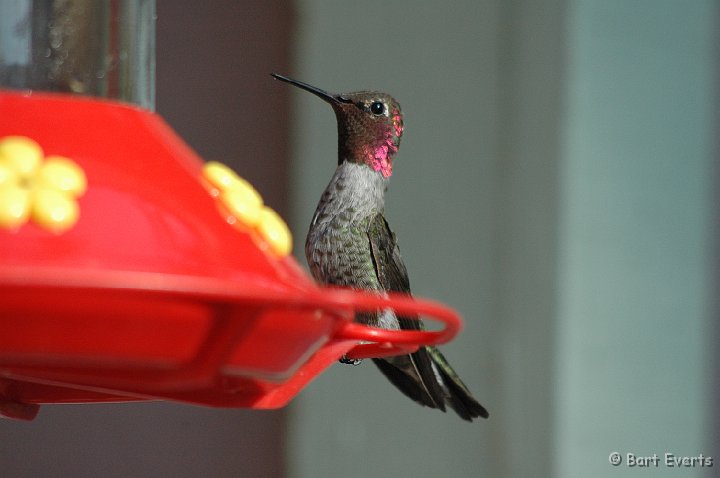 DSC_1145.JPG - Male Anna's Hummingbird